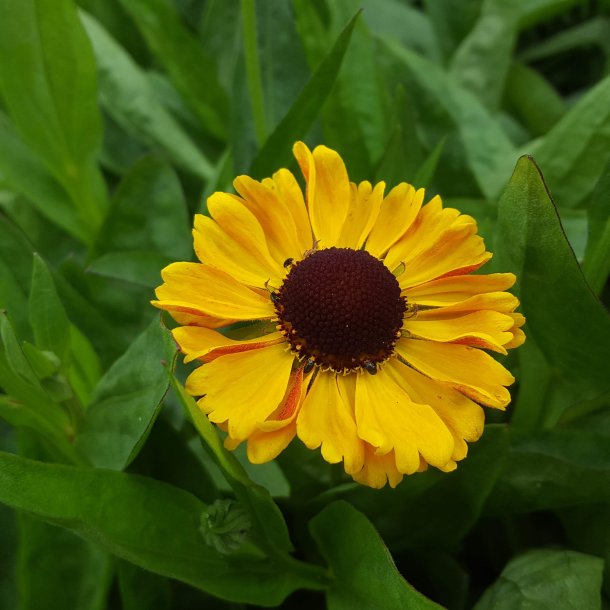 Helenium hybride 'Carmen'. <br/>Solbrud