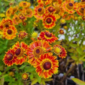 Helenium autumnale 'Fuego'. <br/>Solbrud