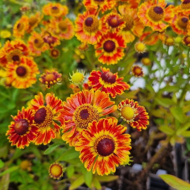 Helenium autumnale 'Fuego'. <br/>Solbrud