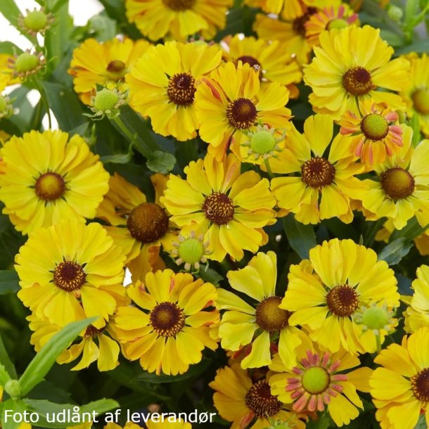 Helenium hybrida 'Okra Sundae'. <br/>Solbrud