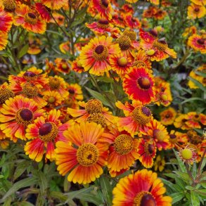 Helenium 'Peach Sundae'. <br/>Solbrud