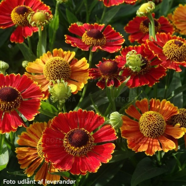 Helenium 'Poncho'. <br/>Solbrud