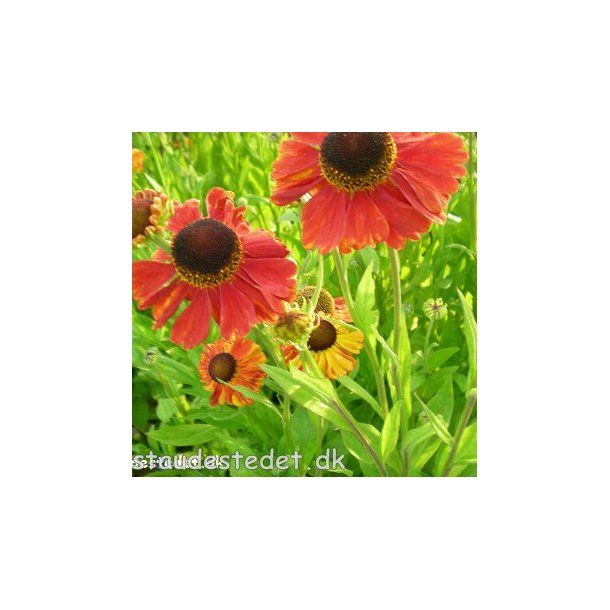 Helenium 'Sahin's Early Flowerer'. <br/>Solbrud