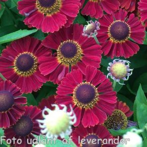 Helenium autumnale 'Salsa'. <br/>Solbrud