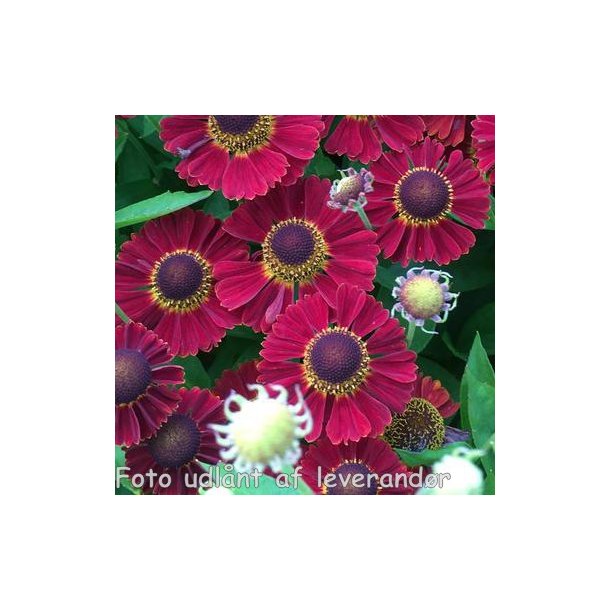 Helenium autumnale 'Salsa'. <br/>Solbrud