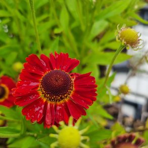 Helenium autumnale 'Salsa'. <br/>Solbrud
