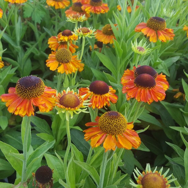 Helenium hybride 'Short'n Sassy'. <br/>Solbrud