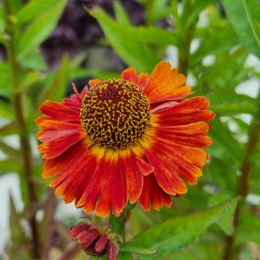 Helenium autumnale 'Siesta'. <br/>Solbrud