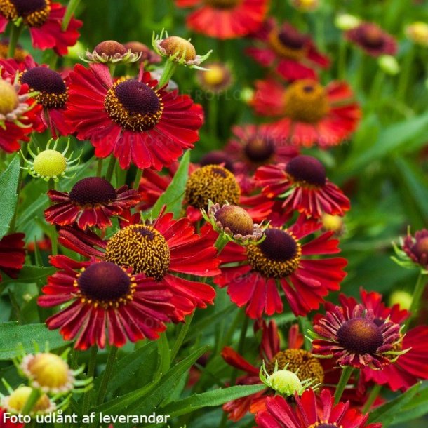 Helenium autumnale 'Siesta'. <br/>Solbrud