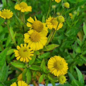 Helenium autumnale 'Sombrero'. <br/>Solbrud