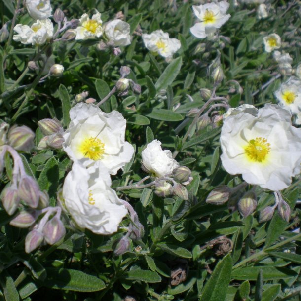 Helianthemum 'The Bride'. <br/>Sol�je