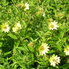 Helianthus 'Lemon Queen'. <br/>Staudesolsikke