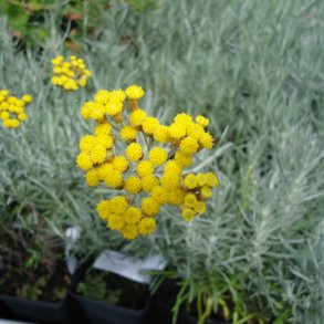 Helichrysum italicum.<br/>Karryplante