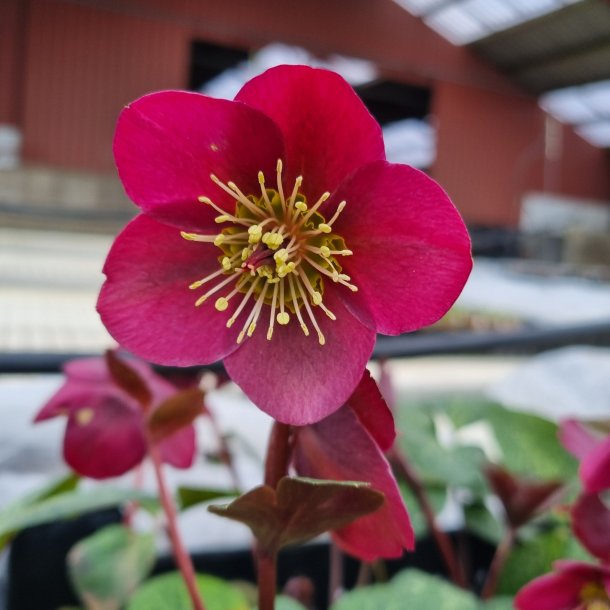 Helleborus ANNAS RED 'Abcrd02'. <br/> Julerose / pskeklokke