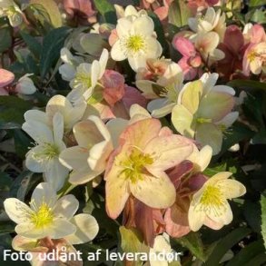 Helleborus x ballardiae 'Candy Love'. <br/> Julerose