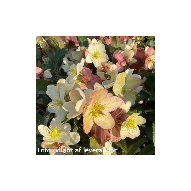 Helleborus x ballardiae 'Candy Love'. <br/> Julerose