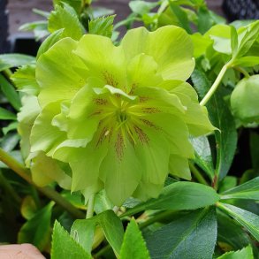 Helleborus x orientalis 'Double Ellen Green'. <br/>P�skeklokke / julerose