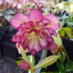 Helleborus x orientalis 'Double Ellen Picotee'. <br/>P�skeklokke / julerose
