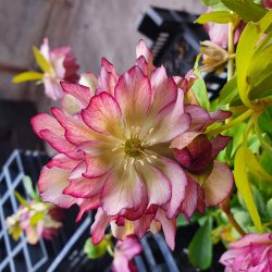 Helleborus x orientalis 'Double Ellen Picotee'. <br/>P�skeklokke / julerose