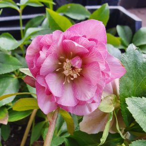 Helleborus x orientalis 'Double Ellen Pink'. <br/>P�skeklokke / julerose