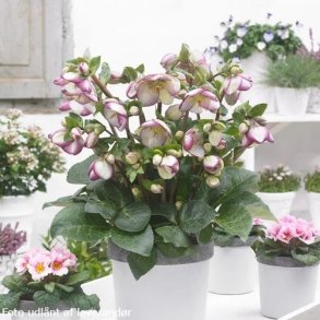 Helleborus GLENDA'S GLOSS 'Epb 25'. <br/> Julerose