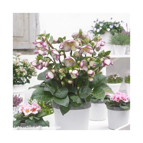 Helleborus GLENDA'S GLOSS 'Epb 25'. <br/> Julerose