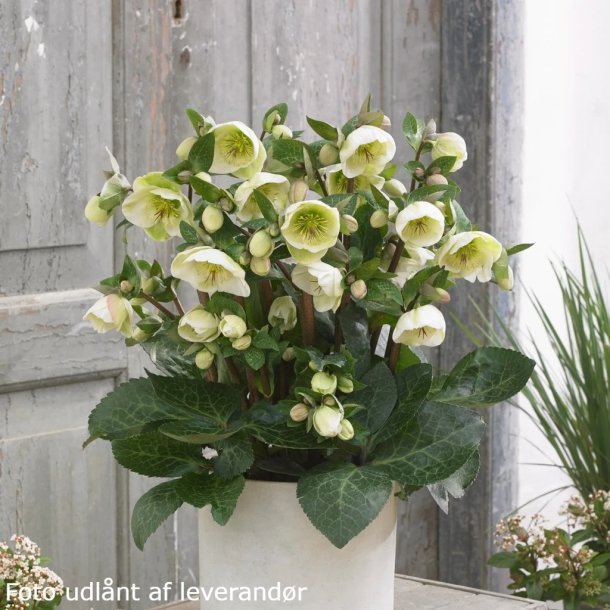 Helleborus MOONDANCE 'Epb 20'. <br/> Julerose