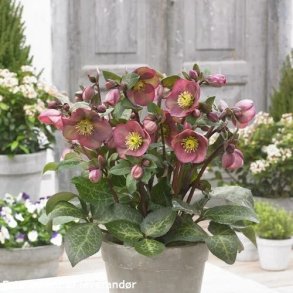 Helleborus PIPPAS PURPLE 'Rdo9'. <br/> Julerose