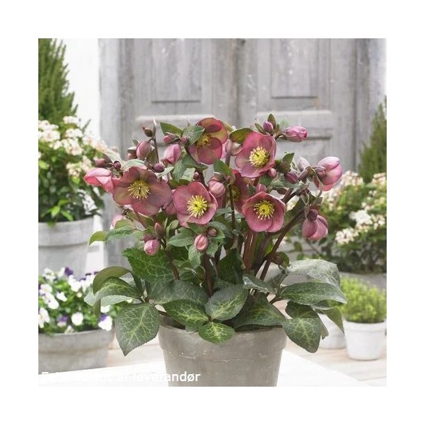 Helleborus PIPPAS PURPLE 'Rdo9'. <br/> Julerose