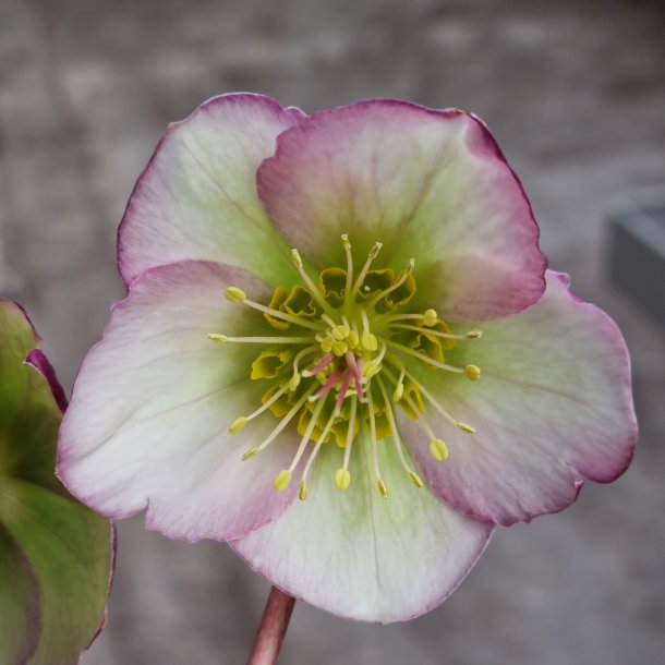 Helleborus GLENDA'S GLOSS 'Epb 25'. <br/> Julerose