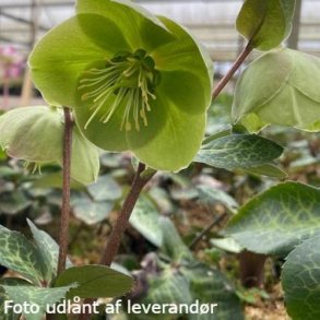 Helleborus ILLUMI LIME 'Epb 24'. <br/> Julerose