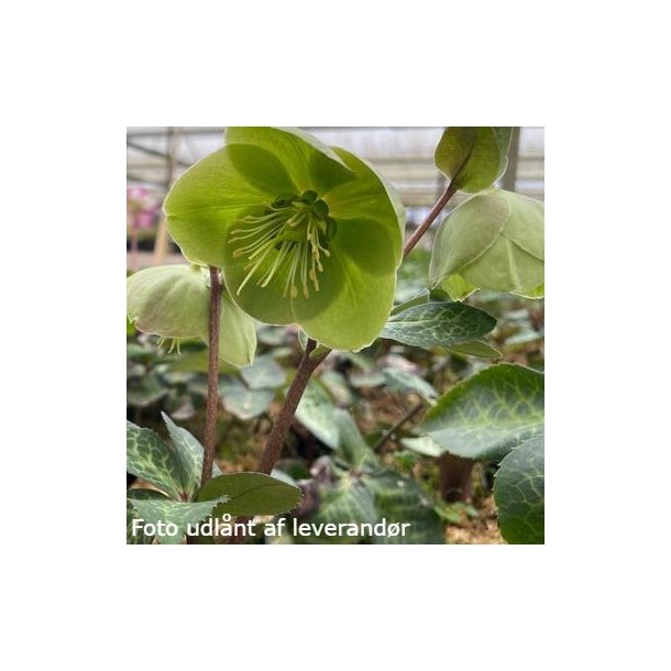 Helleborus ILLUMI LIME 'Epb 24'. <br/> Julerose / pskeklokke