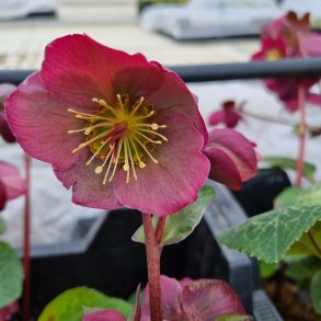 Helleborus PENNYS PINK 'Abcrd01'. <br/> Julerose / p�skeklokke
