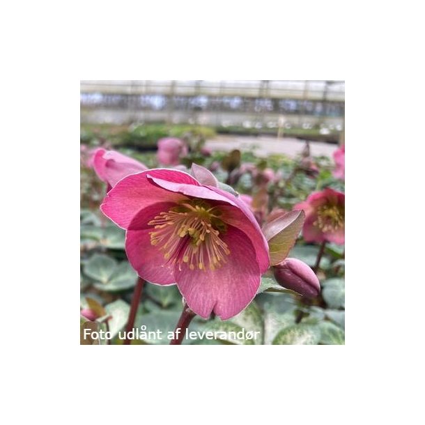 Helleborus PENNYS PINK 'Abcrd01'. <br/> Julerose / pskeklokke