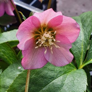 Helleborus x hybridus 'Pretty Ellen Pink'. <br/> Julerose / p�skeklokke