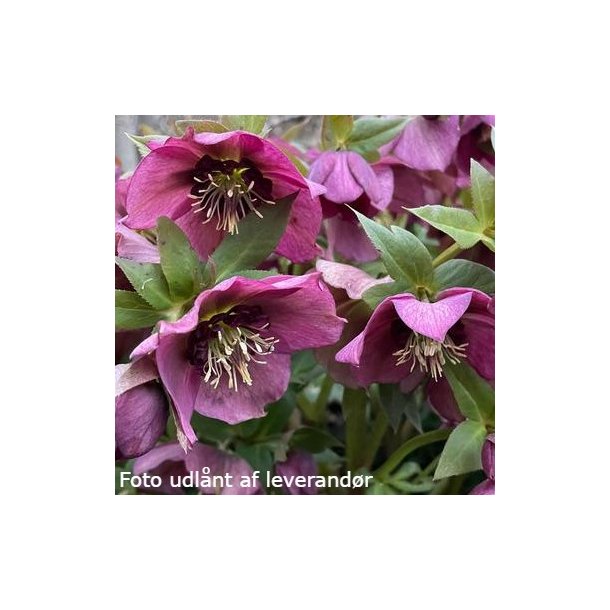 Helleborus orientalis 'Pretty Ellen Purple'. <br/> Julerose / pskeklokke