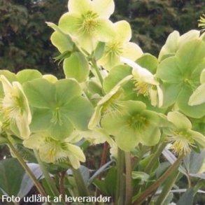 Helleborus x ericsmithii 'Snow Love'. <br/> Julerose