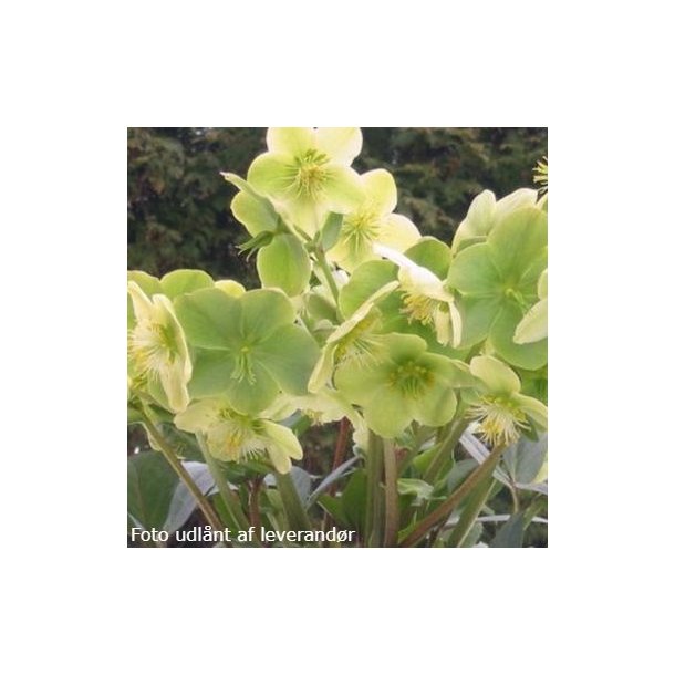 Helleborus x ericsmithii 'Snow Love'. <br/> Julerose
