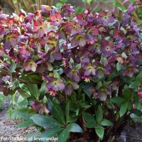 Helleborus 'Star of Passion'. <br/> Julerose