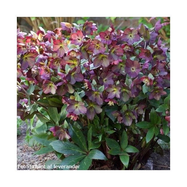 Helleborus 'Star of Passion'. <br/> Julerose