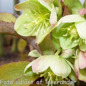 Helleborus x sternii. <br/>P�skeklokke