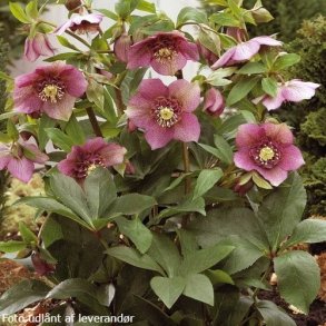 Helleborus niger 'Tutu'. <br/> Julerose