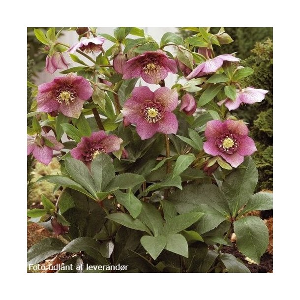 Helleborus niger 'Tutu'. <br/> Julerose