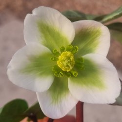 Helleborus niger 'Winter Moonbeam'. <br/> Julerose