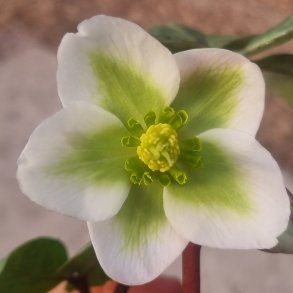 Helleborus niger 'Winter Moonbeam'. <br/> Julerose