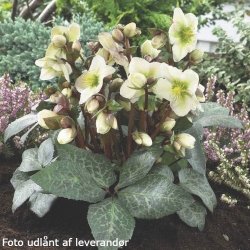 Helleborus niger 'Winter Moonbeam'. <br/> Julerose