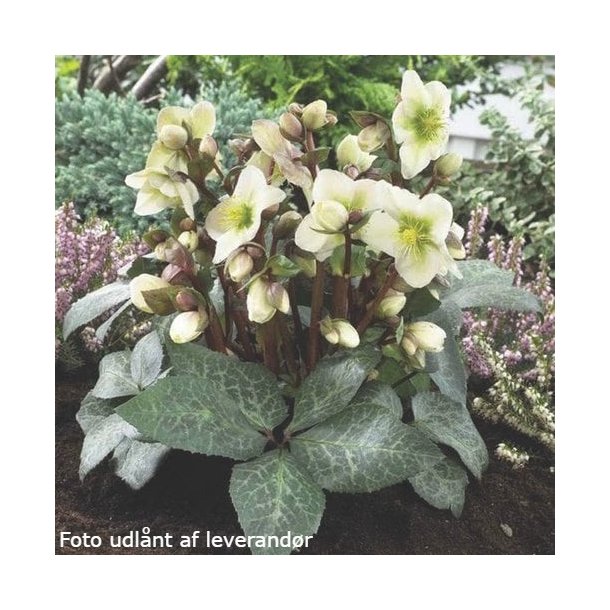 Helleborus niger 'Winter Moonbeam'. <br/> Julerose