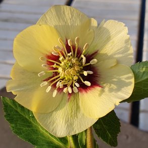 Helleborus x hybridus 'Yellow Lady'. <br/>Julerose / p�skeklokke