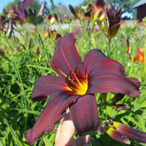 Hemerocallis 'American Revolution'. <br/>Daglilje