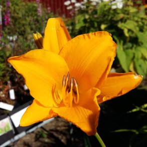 Hemerocallis 'Aten'. <br/>Daglilje